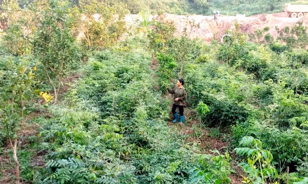 Tiên Yên: Nhân rộng các vườn mẫu