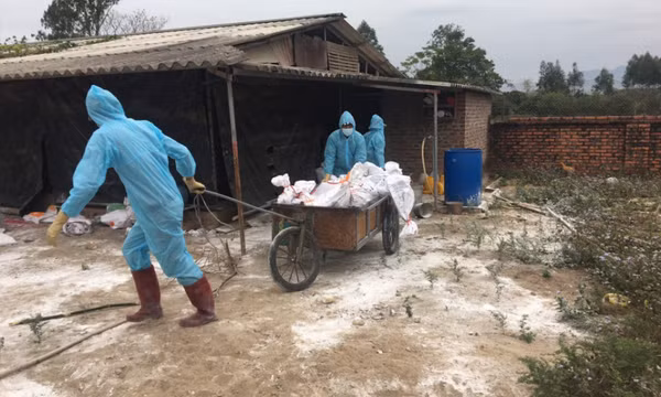 Tăng cường công tác vệ sinh thú y