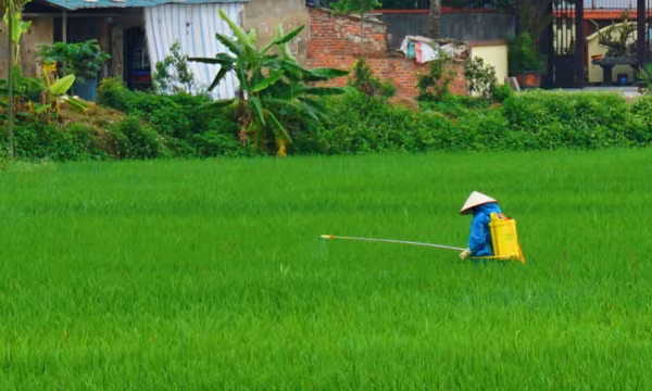 Phòng chống dịch bệnh cho cây trồng, vật nuôi mùa nóng