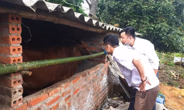 Bình Liêu: Chủ động phòng, chống dịch mùa nắng nóng cho đàn vật nuôi