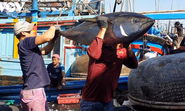 Xuất khẩu cá ngừ tăng mạnh