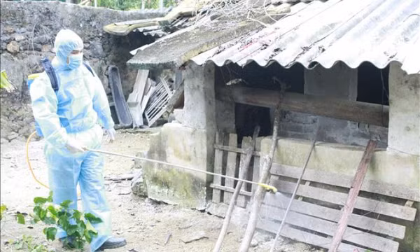 Chủ động kiểm soát, ngăn chặn dịch tả lợn châu Phi tái phát