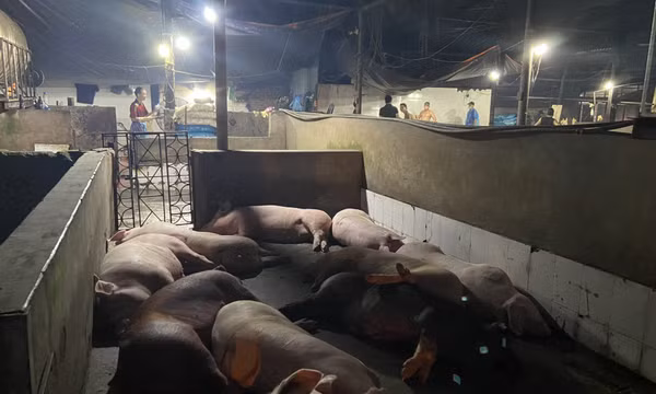 Mất vệ sinh ở các cơ sở giết mổ gia súc tập trung
