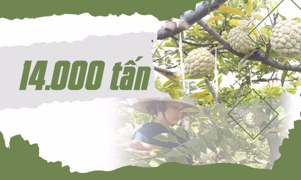 14.000 tấn - là sản lượng na trung bình hàng năm của tỉnh Quảng Ninh hiện nay