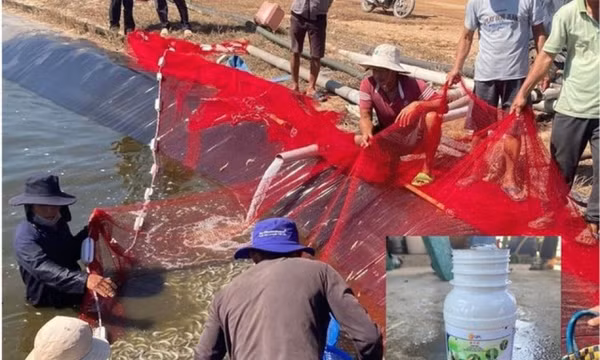 Nghi vợ ngoại tình, người đàn ông làm chết hơn 11 tấn tôm