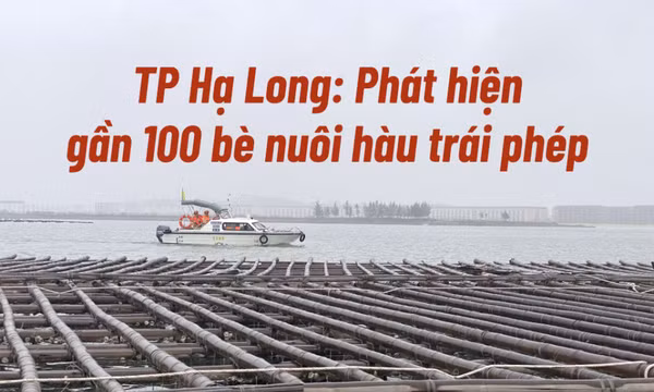 TP Hạ Long: Phát hiện gần 100 bè nuôi hàu không đúng quy định