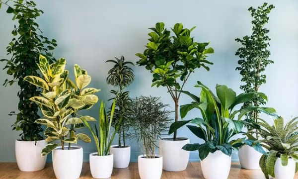 Mẹo khử mùi nhà vệ sinh hiệu quả, nhanh chóng