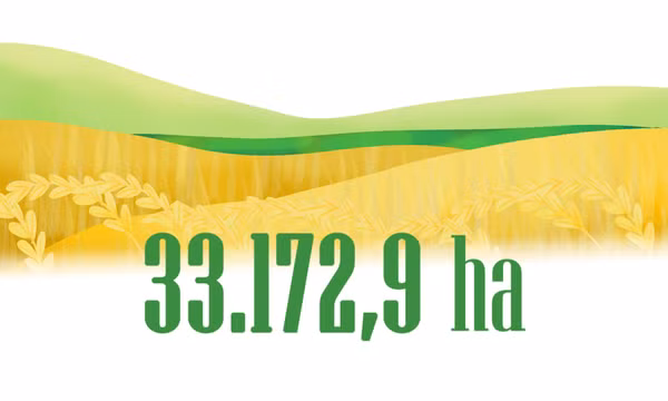 33.172,9 ha - là diện tích gieo trồng vụ xuân năm 2023 trên toàn tỉnh