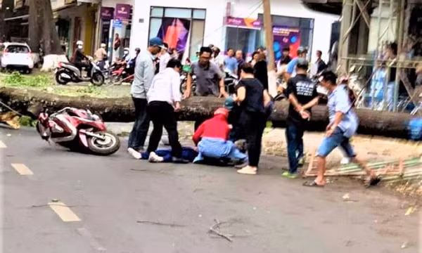 Đắk Lắk: Gió lớn đổ cây làm một phụ nữ bị thương nặng