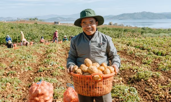 Trồng khoai tây làm snack, nông dân Lâm Đồng lãi nửa tỷ đồng