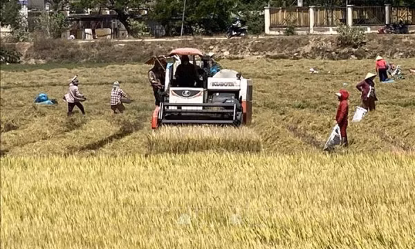 Giá nhiều loại lúa tăng