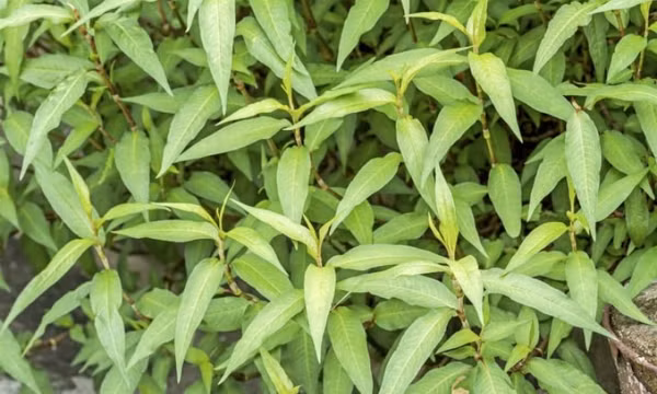 6 lợi ích tuyệt vời của rau răm với sức khỏe