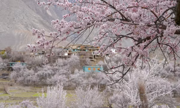 Thiên đường hoa rực rỡ, nên thơ giữa thung lũng Hunza