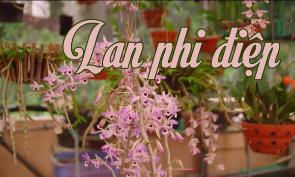 Thú chơi lan phi điệp