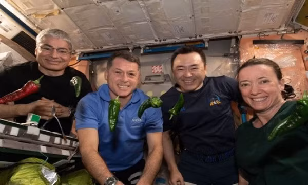 Ớt vũ trụ của NASA lập hai kỷ lục mới