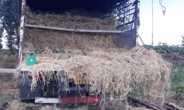 Giá mít Thái, dưa hấu xuống dưới 5.000 đồng một kg