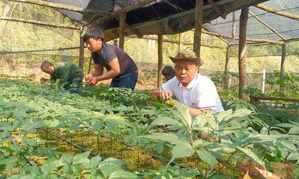 Sơn La trồng thành công “quốc bảo” sâm Ngọc Linh