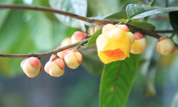 Vốn quý từ đất rừng Ba Chẽ