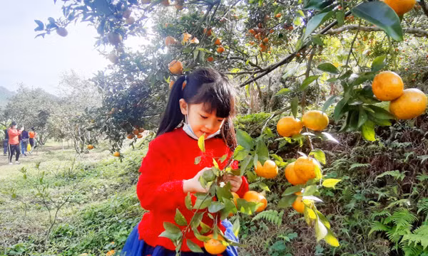 Mãn nhãn với khu vườn đẹp nhất ở vựa cam Vạn Yên