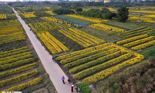 Mùa hoa cúc chi cuối cùng vàng rực trên cánh đồng Nghĩa Trai