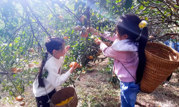 Hấp dẫn vườn cam Vạn Yên