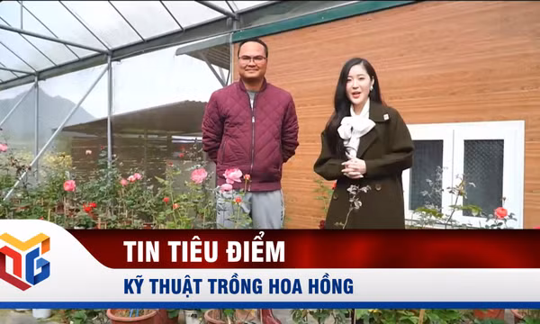 Kỹ thuật trồng hoa hồng