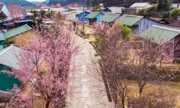 Hoa Mai anh đào bừng nở khắp buôn làng K’Ho đẹp nao lòng