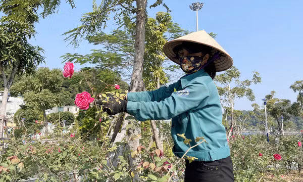 Nét đẹp thành phố triệu đóa hồng
