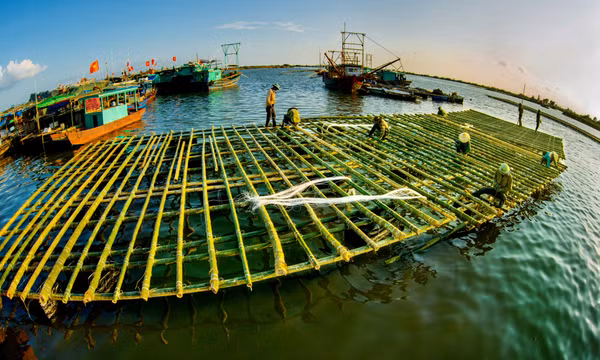 Nghề nuôi hà đại dương trên biển