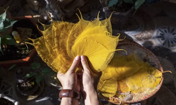 Thổi hồn cho lá bồ đề