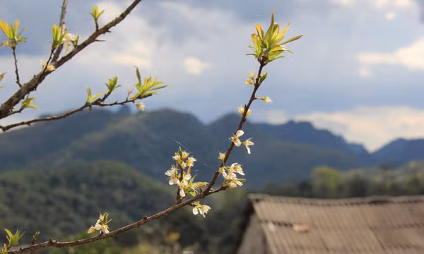 Chiều biên giới đẹp nao lòng với trăm hoa khoe sắc