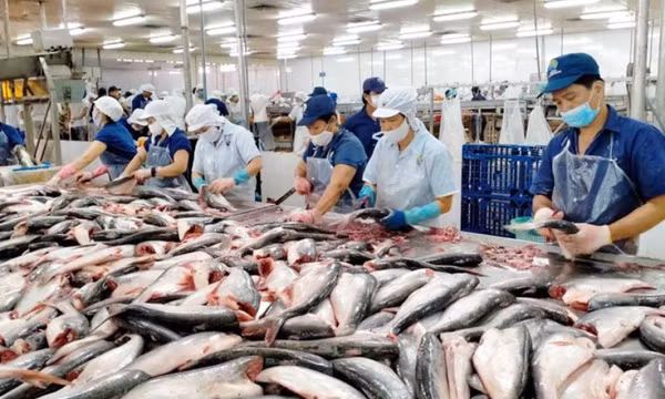 Việt Nam là nhà cung cấp cá thịt trắng lớn thứ 2 cho thị trường Mỹ