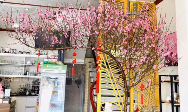 Cách hãm hoa đào nở sớm trong thời tiết nồm ẩm
