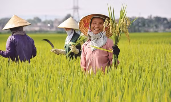 Gạo Việt Nam gia tăng cơ hội xuất khẩu sang thị trường Indonesia