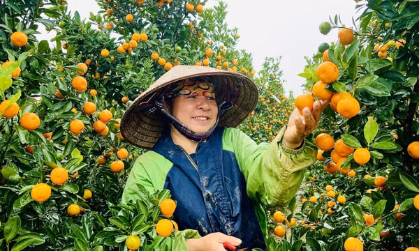 Chủ động chăm sóc, bảo vệ cây trồng vụ đông xuân