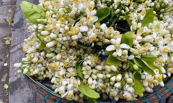 Tháng Hai, hoa bưởi tinh khôi xuống phố, hút khách mua