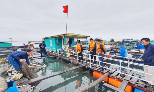 TP Hạ Long sẽ tiêu huỷ phương tiện thuỷ không đăng ký, đăng kiểm