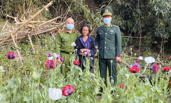 Điện Biên phát hiện 600 cây thuốc phiện đang thời kỳ ra hoa