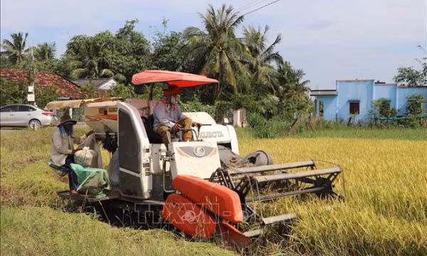 Thị trường nông sản: Nguồn cung tăng lên, giá lúa hạ nhiệt