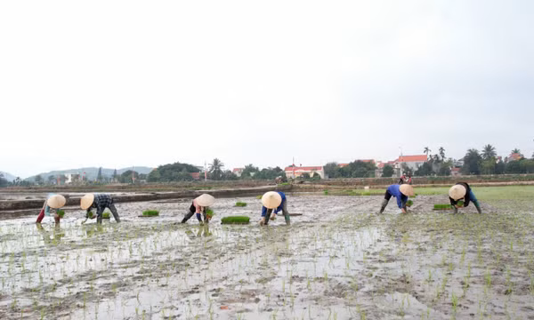 Ghi ở vựa lúa Đông Triều