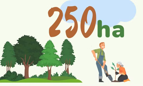 250ha - là mục tiêu trồng rừng lim, lát, giổi trên địa bàn tỉnh trong dịp Tết trồng cây năm 2024