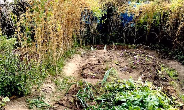 Cảnh sát phát hiện vườn thuốc phiện 'ẩn thân' trong vườn rau