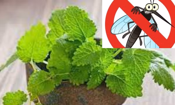 Mẹo đuổi muỗi khỏi phòng ngủ bằng 8 thảo dược cực hiệu quả