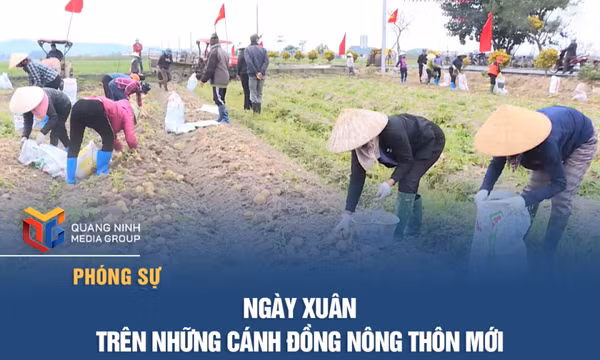 Ngày xuân trên những cánh đồng nông thôn mới