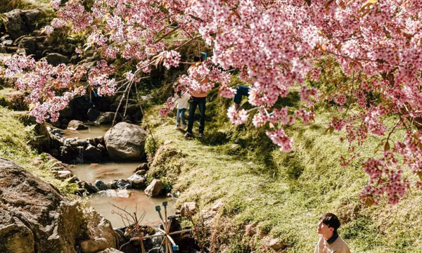 5 ngày đi Thái "săn" mai anh đào
