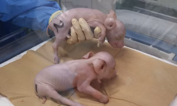 Nhật Bản đón lứa heo biến đổi gene phục vụ ghép tạng đầu tiên