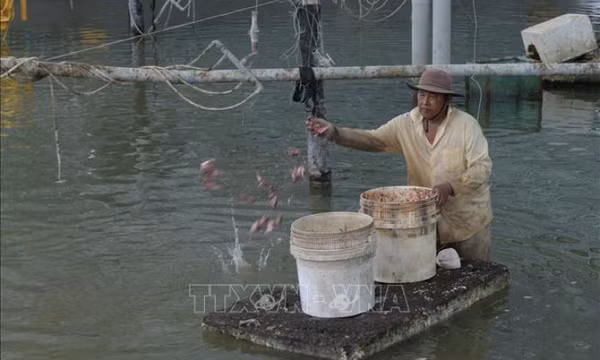 Nuôi ốc hương thương phẩm lãi hơn 1 tỷ đồng/năm