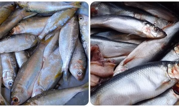Các loại cá biển ngon, giàu dinh dưỡng nên mua khi đi chợ