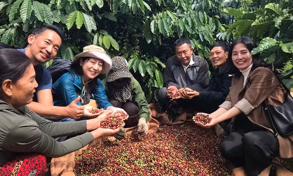 Cà-phê Việt Nam trước cơ hội chi phối thị trường toàn cầu