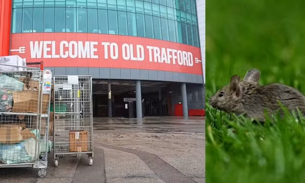 Chuột tấn công Man Utd, Old Trafford bị xếp hạng 2/5 sao